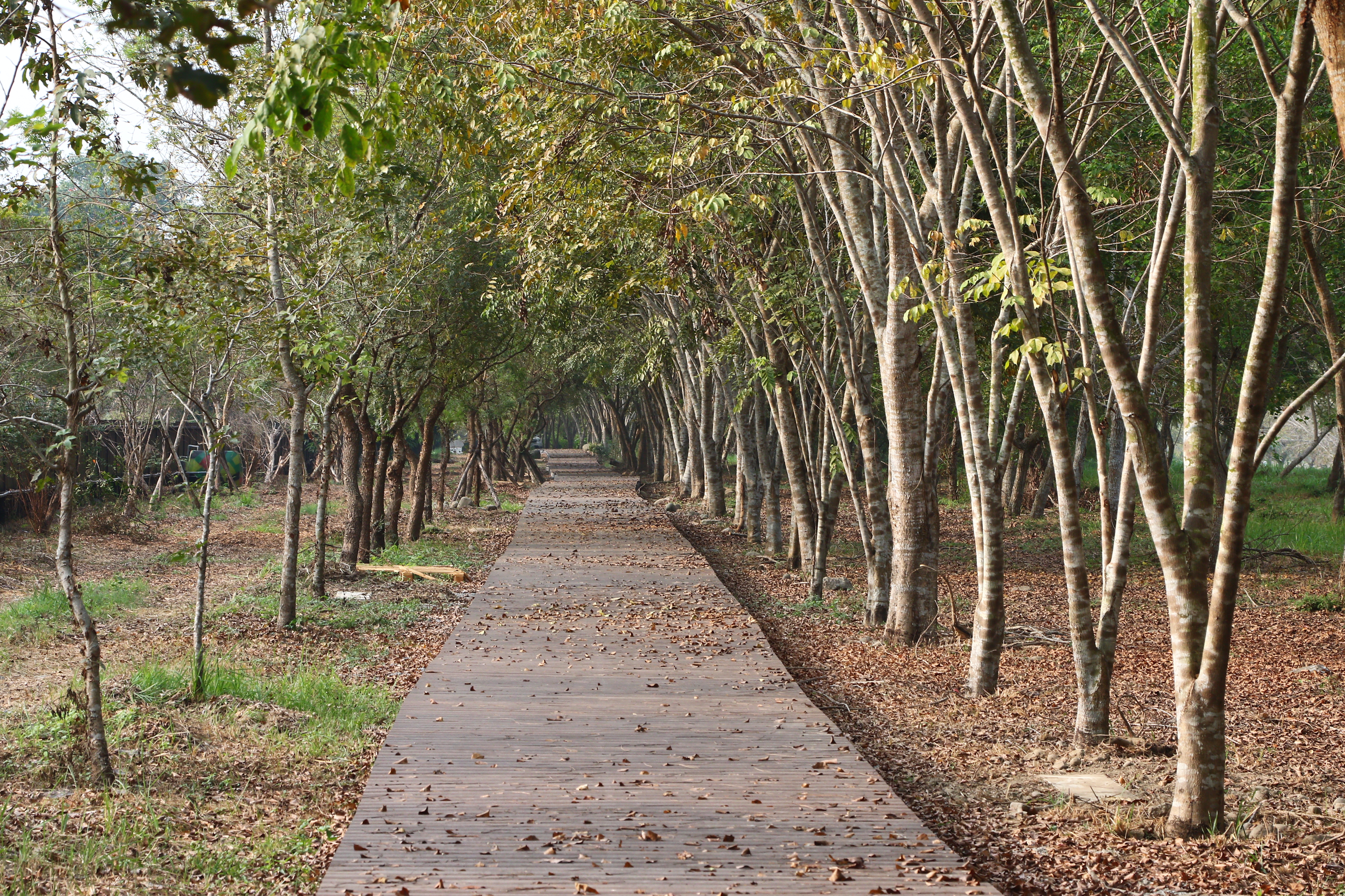 竹山 林間棧道 (8).JPG