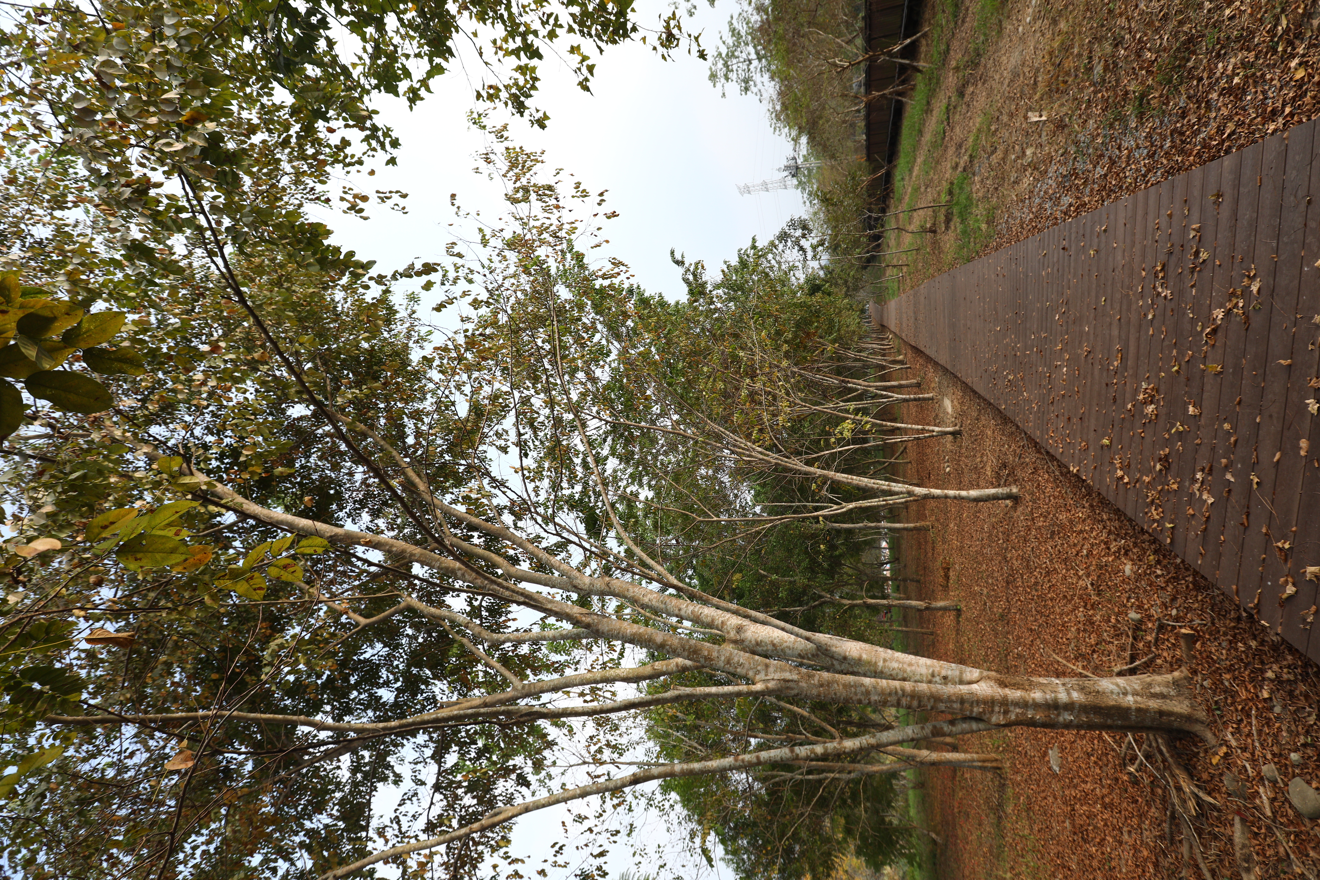 竹山 林間棧道 (17).JPG