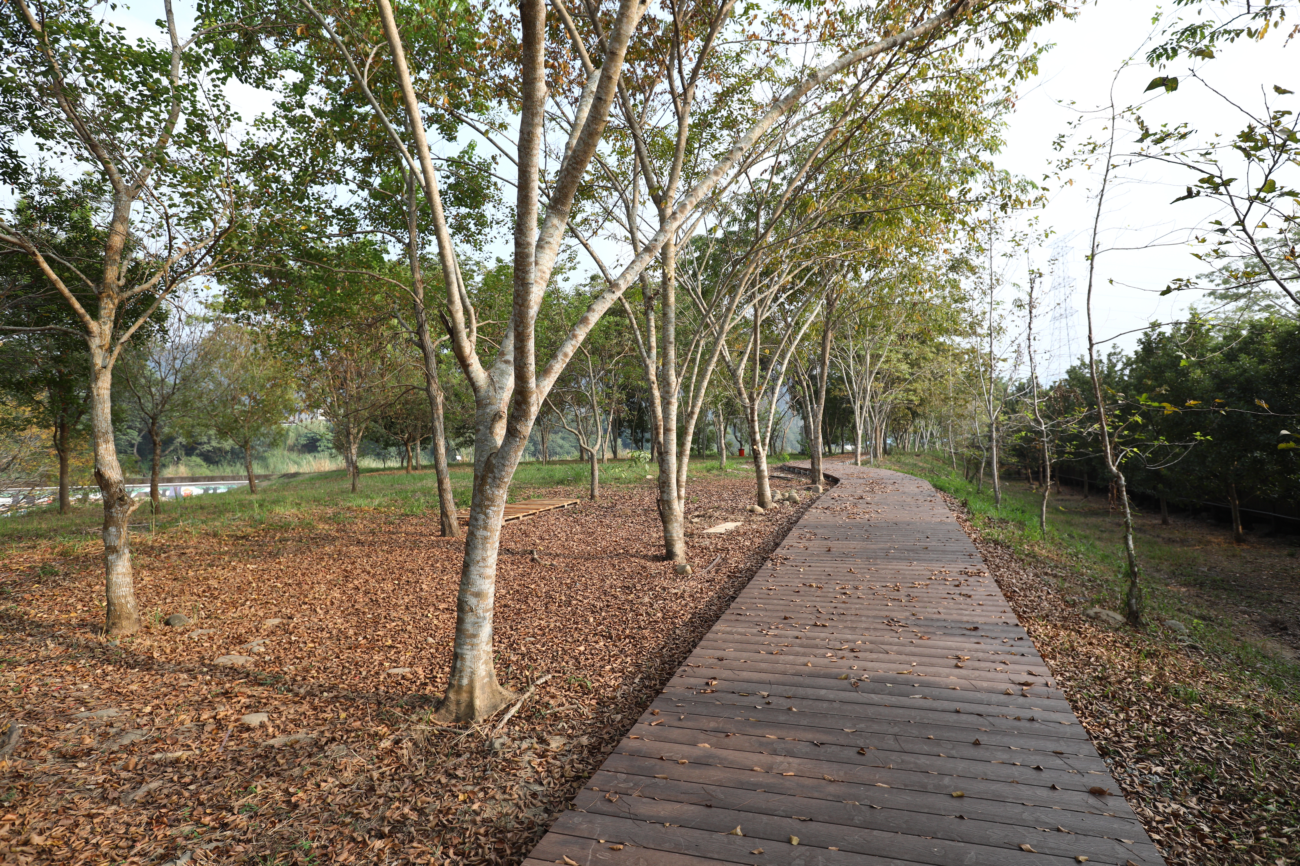 竹山 林間棧道 (15).JPG