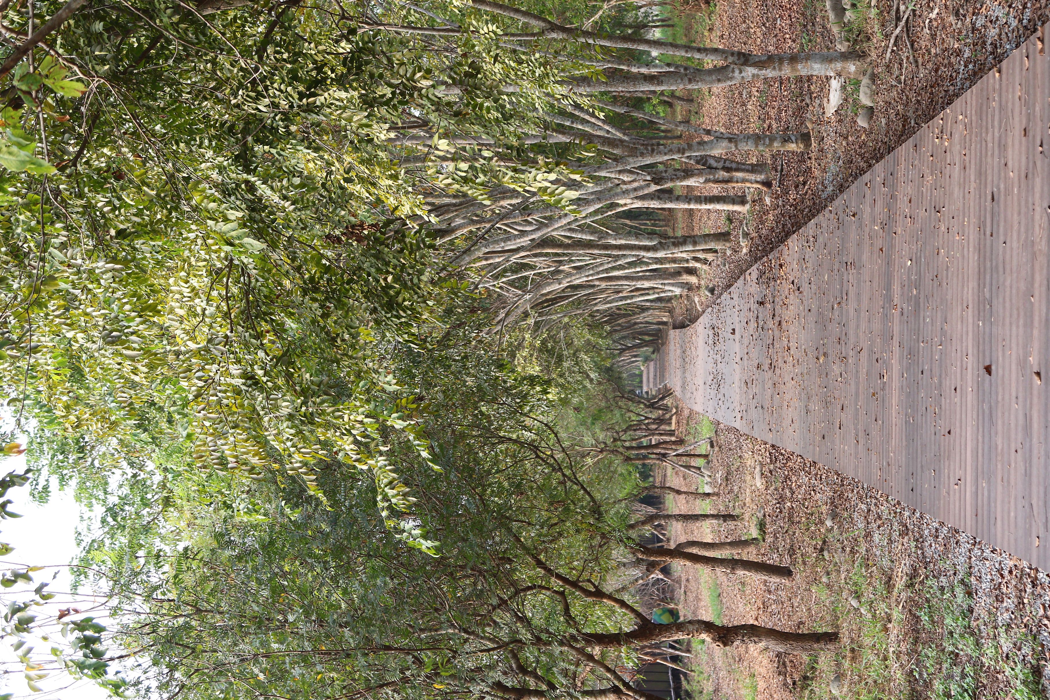 竹山 林間棧道 (11).JPG