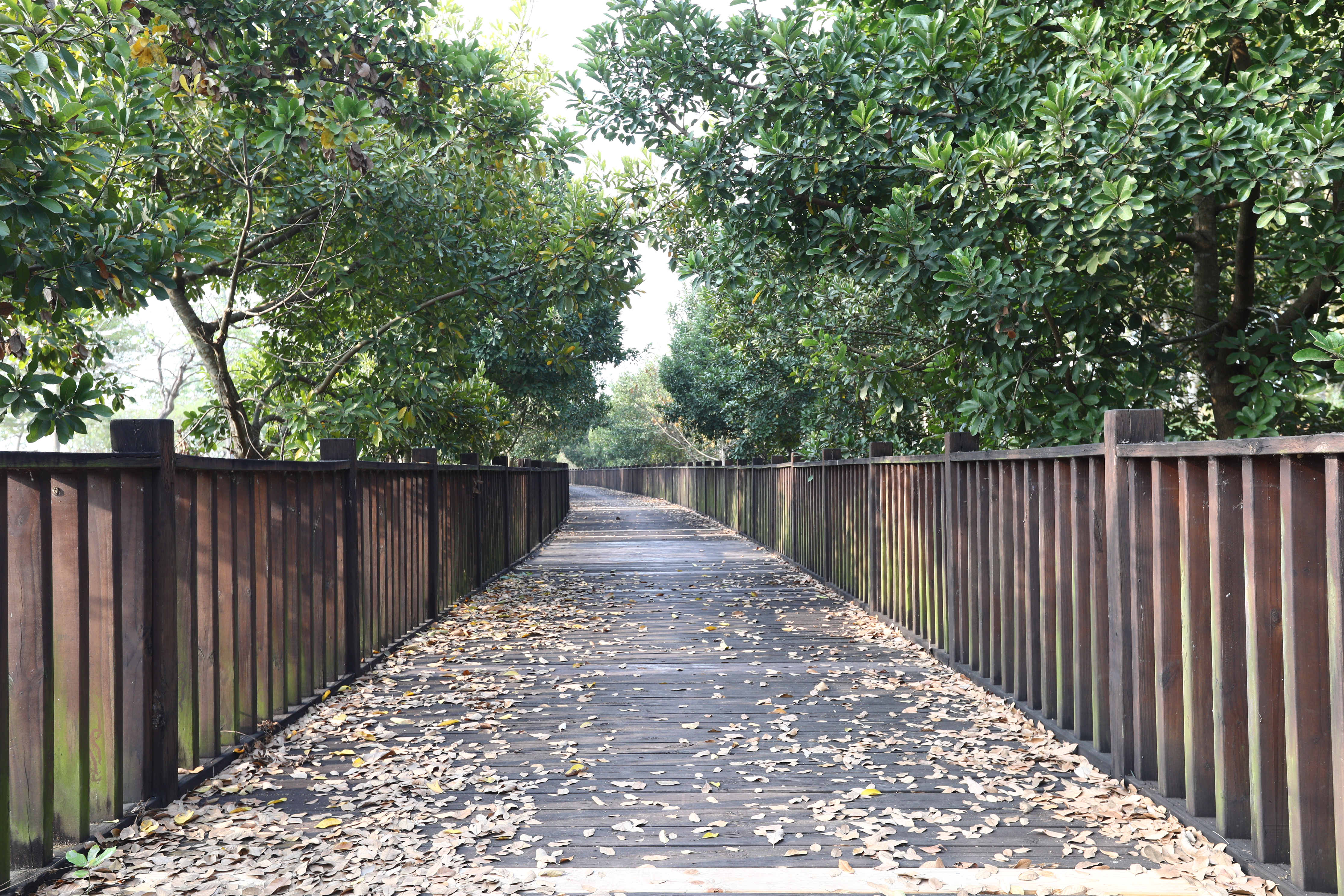 竹山 林間棧道 (13).JPG